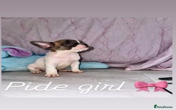 French Bulldog dogs for sale: Stunning French bulldogs 😍 - Image 12