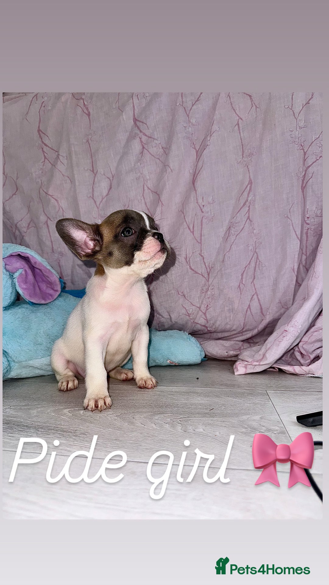 French Bulldog dogs for sale: Stunning French bulldogs 😍 - Image 12