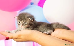 Maine Coon cats for stud: Stud Gccf duel Tica active blue smoke  in Grantham - Image 22
