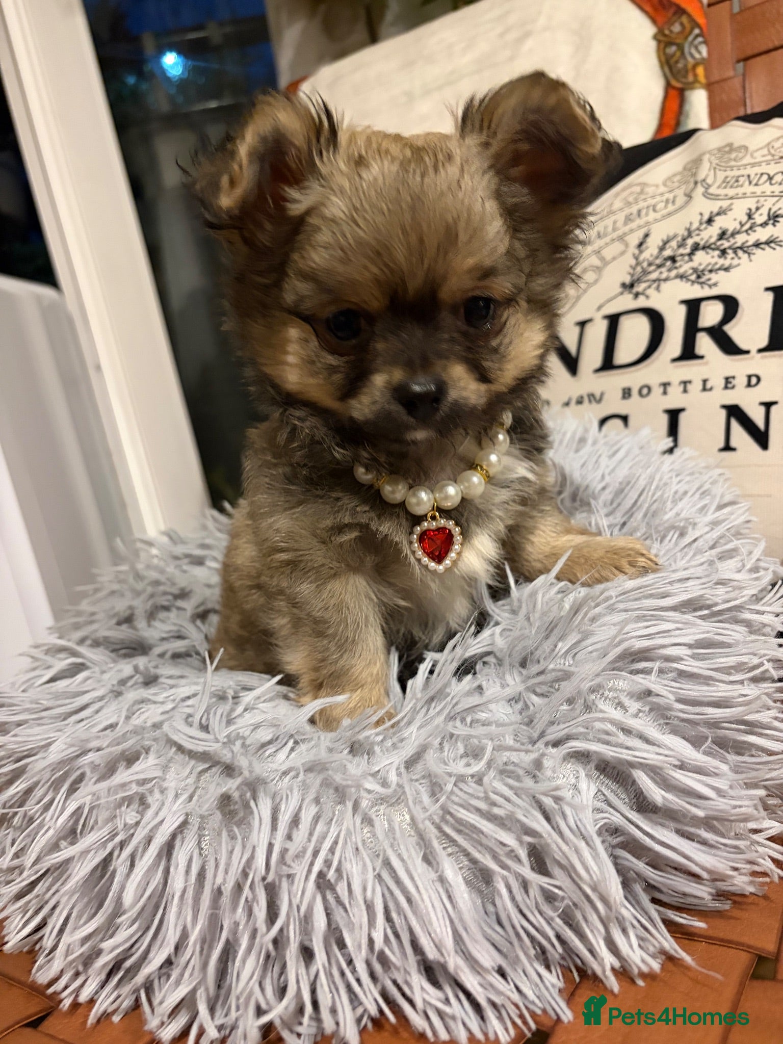 Chihuahua dogs  🐾 One little precious boy remaining 🐾  - Advert 14