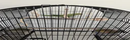Ringnecks birds for sale: Indian ringneck parrot with full setup  - Advert 4