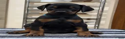 Dobermann dogs for sale: Top Quality Dobermann Puppies Available - Advert 5