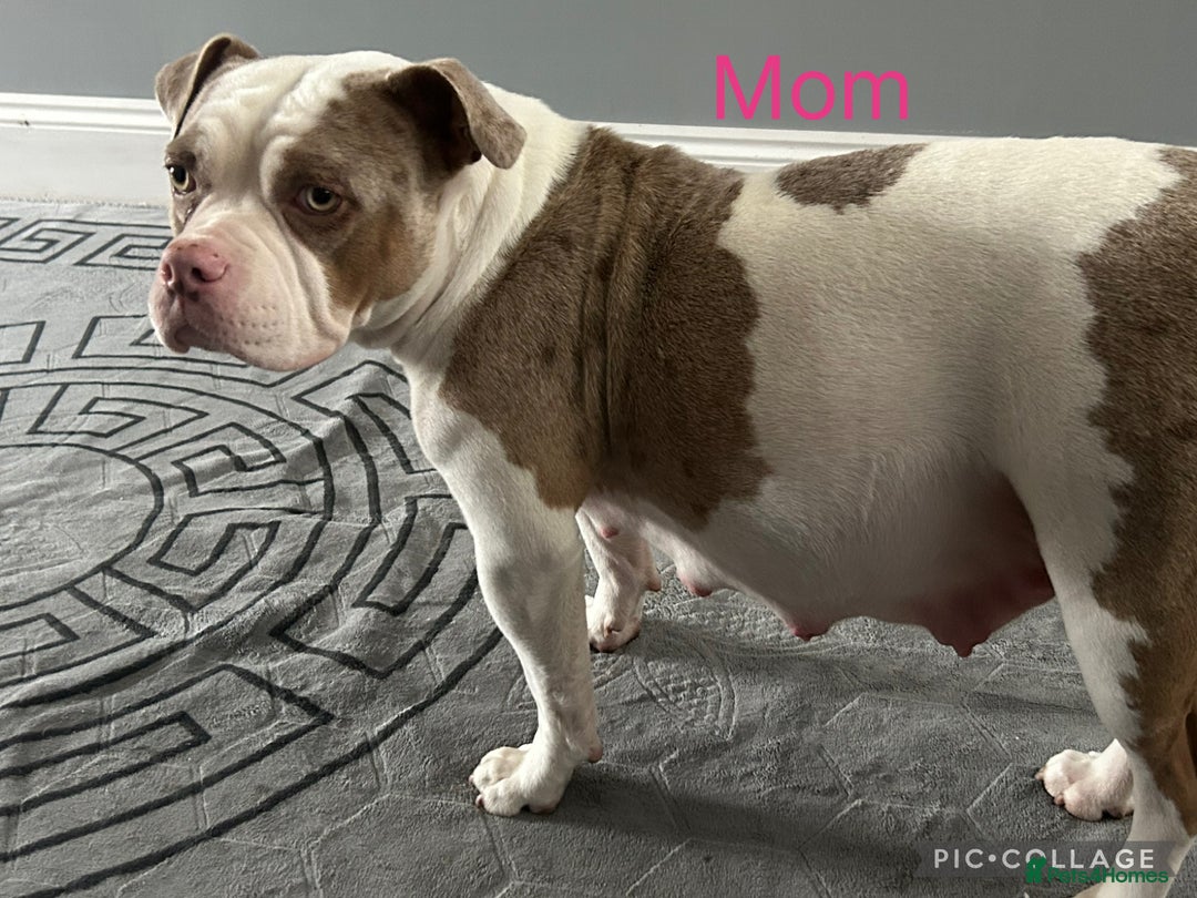 American Bully dogs for sale: 4 beautiful girl pocket bully’s  - Advert 14