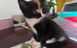 Mixed Breed cats for sale: Got 4 kittens looking for them home  - Image 4