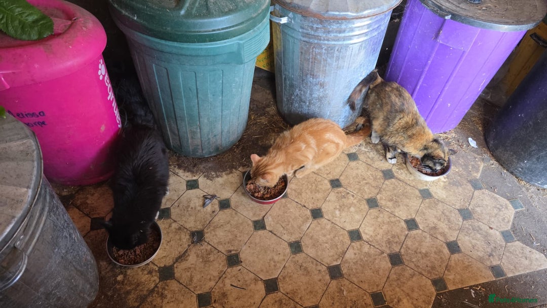 Mixed Breed cats for sale: Kittens x 3 - Image 4