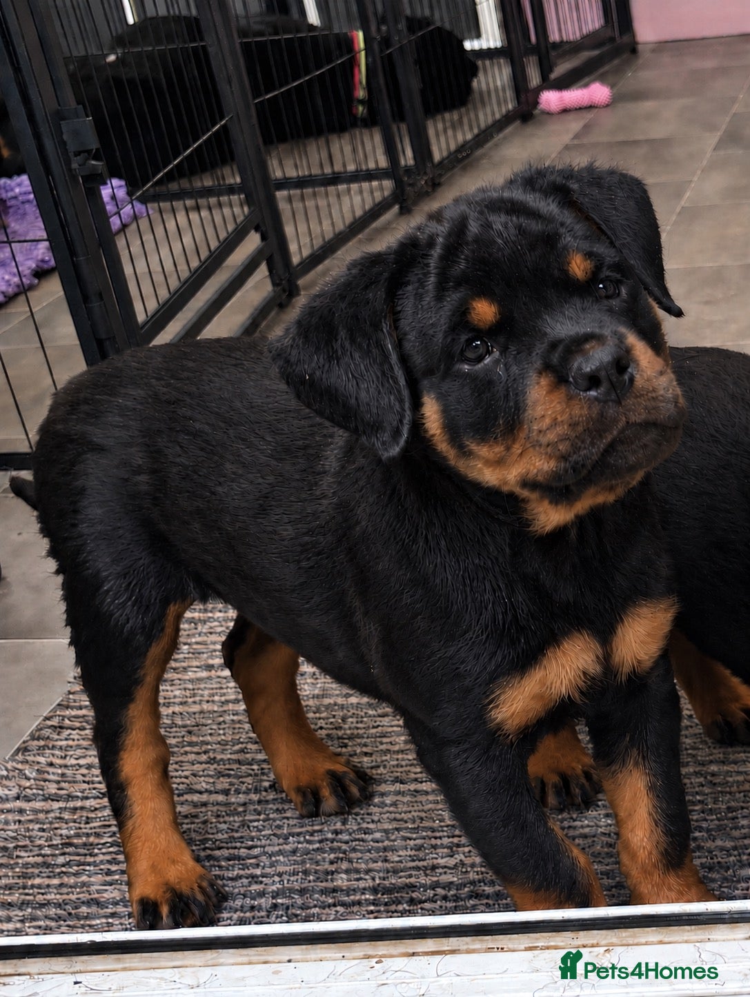 Rottweiler dogs ⭐️ Outstanding Rottweiler Puppies ⭐️ - Advert 13