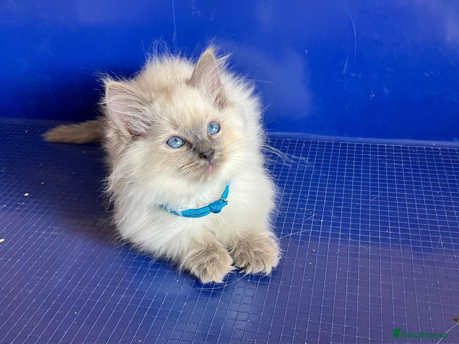 Ragdoll cats for sale: GCCF Ragdoll 🏆Champion Bloodline🌟5-Gen Pedigrees - Advert 12