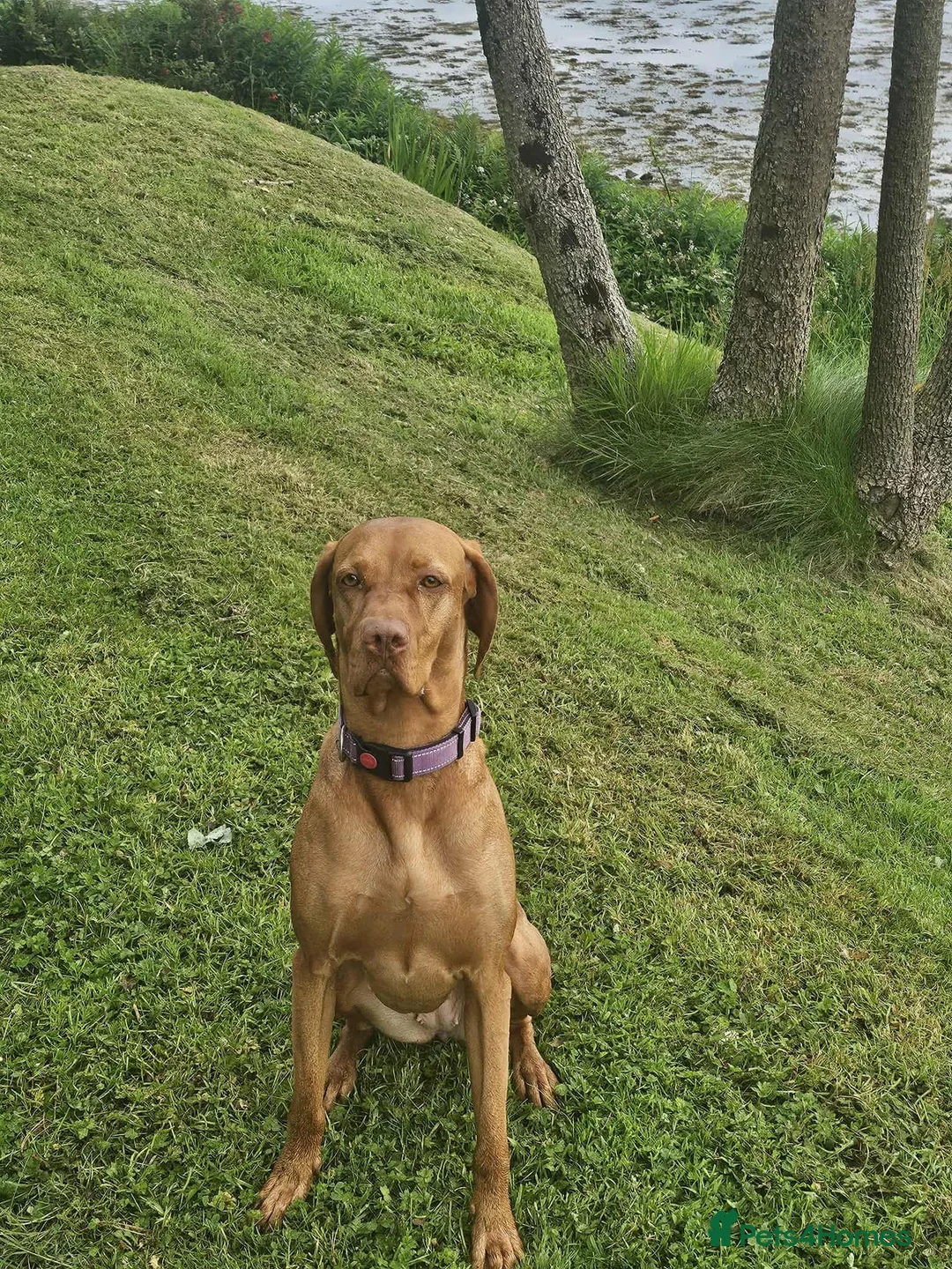 Hungarian Vizsla dogs for sale: Beautiful KC Registered Hungarian Viszla Puppies - Advert 1