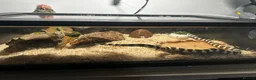 Snake reptiles for sale: California Kingsnake  + Full Setup – £220 in Middlesbrough - Advert 2