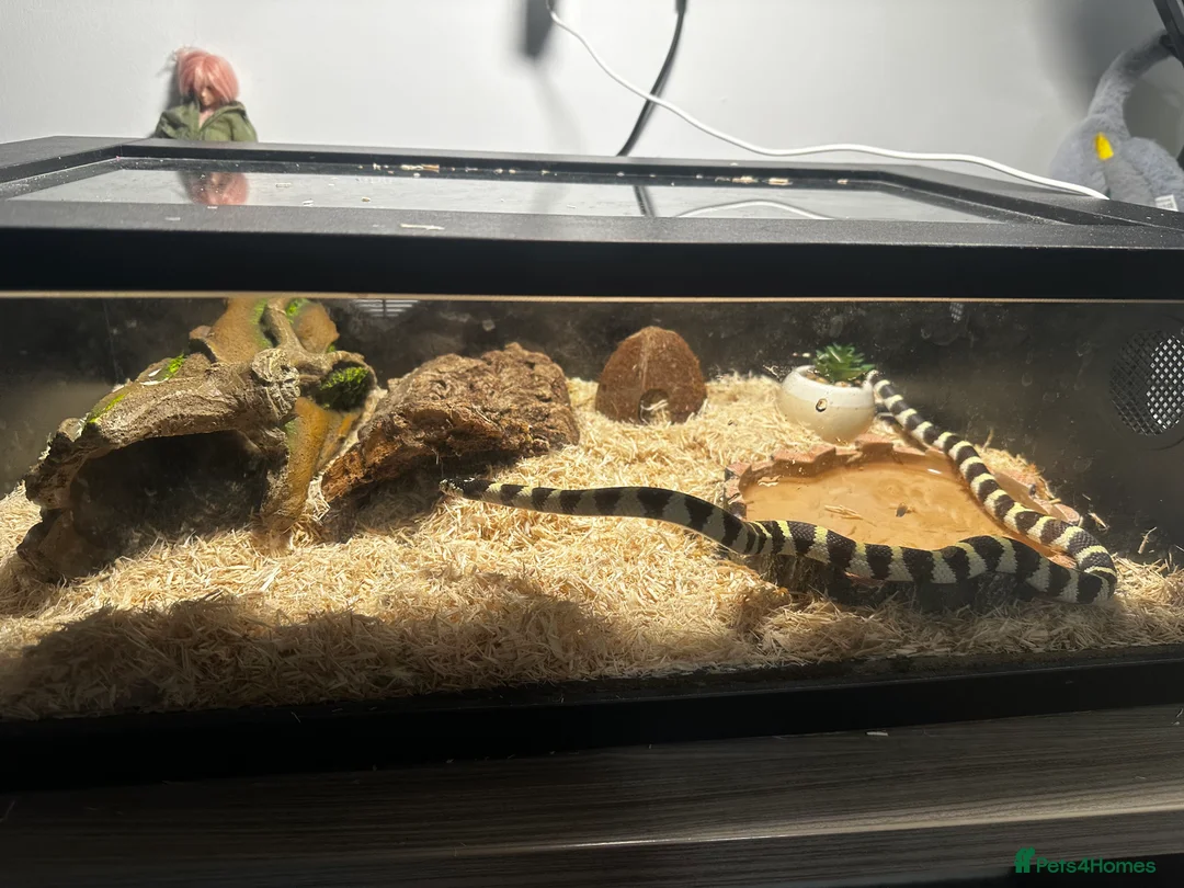 Snake reptiles for sale: California Kingsnake  + Full Setup – £220 in Middlesbrough - Advert 2