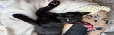 Black ghost boy