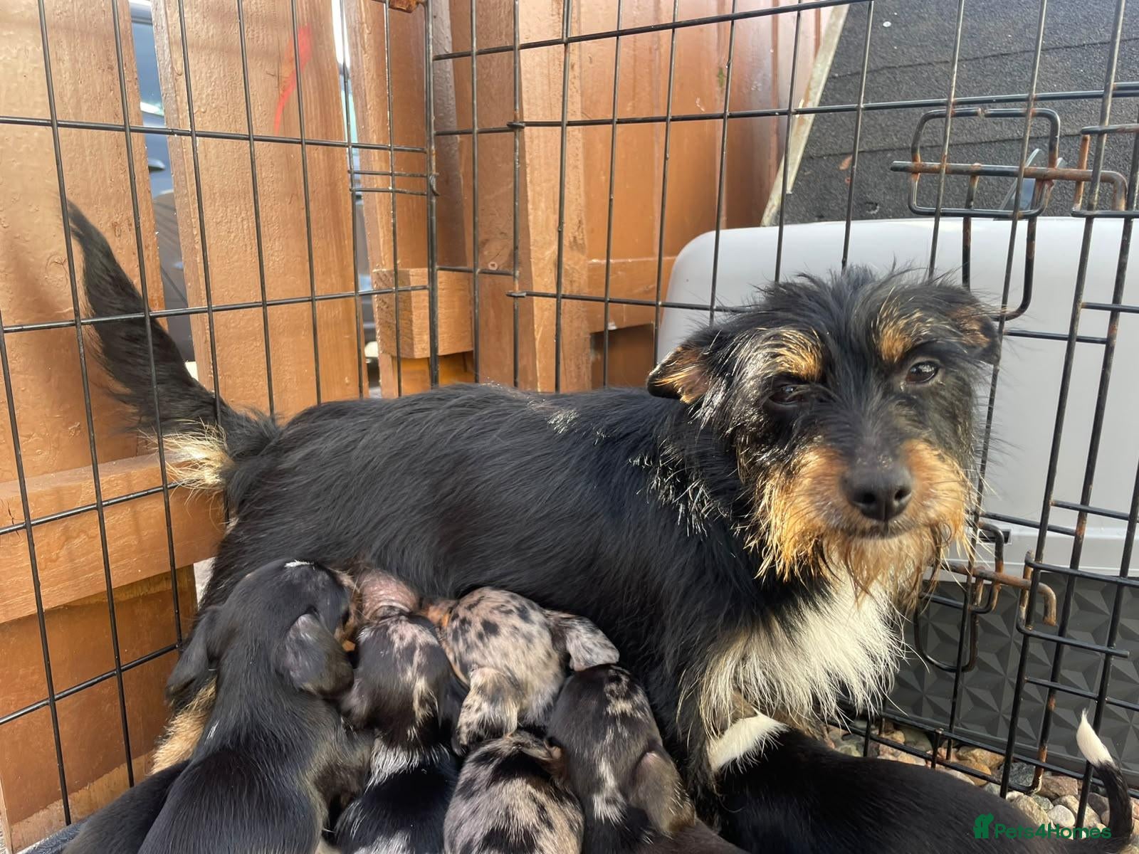 Mixed Breed dogs Parson Russell terrier cross chihuahua puppys  - Advert 1