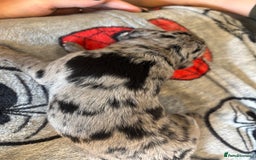 Mixed Breed dogs for sale: Blue Merle collie x kelpies  - Image 8