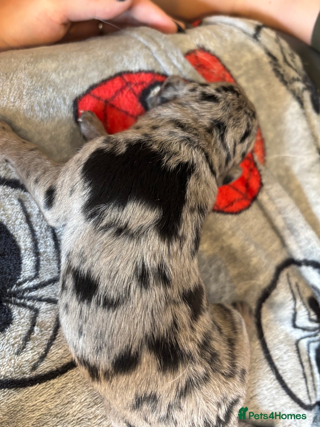 Mixed Breed dogs for sale: Blue Merle collie x kelpies  - Image 8