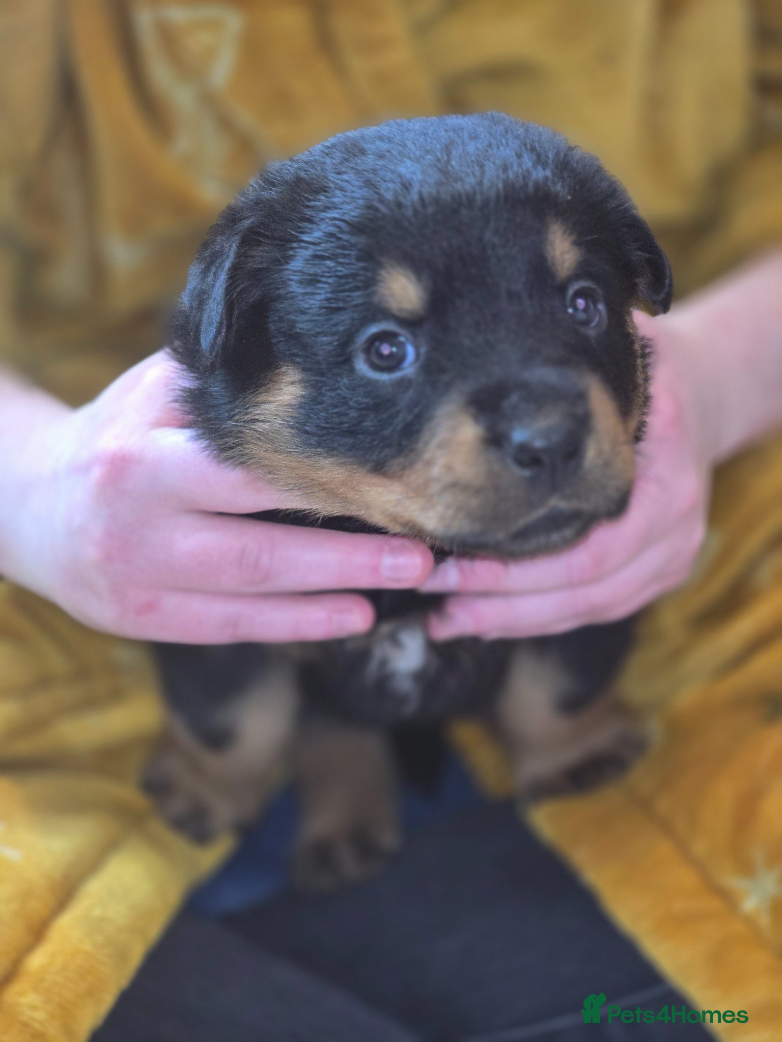 Rottweiler dogs Rottweiler puppies for sale cash only  - Advert 1