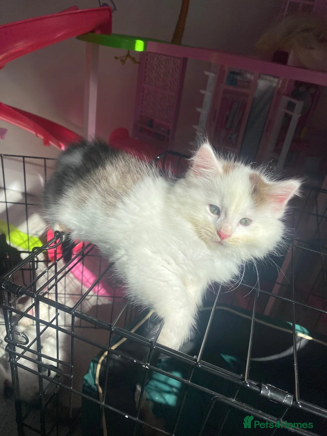 Mixed Breed cats for sale: Miss  in Yeovil - Advert 11