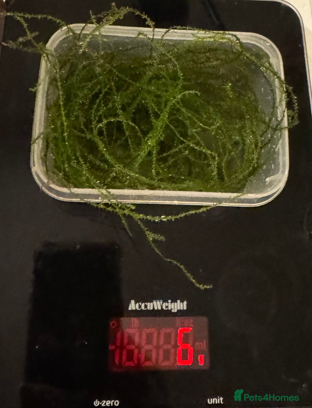 Live Bearers fish for sale: 6g / 15g / 25g Java Moss - Image 1