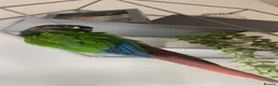 Conures birds for sale: beautiful 18 month old green cheek conure in Newport - Advert 9