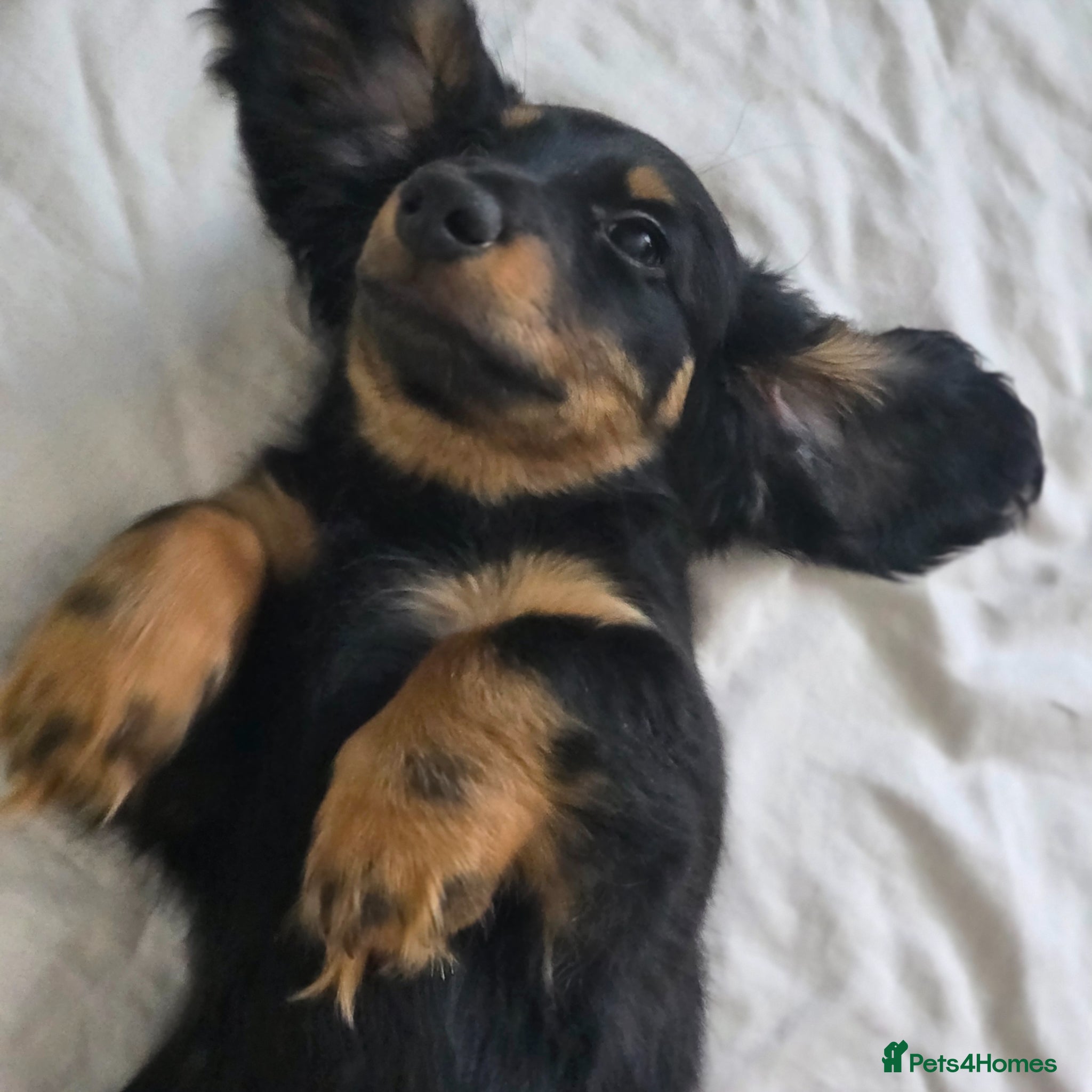 Dachshund dogs Last Boy ready now - Advert 20