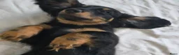Dachshund dogs for sale: Longhair dachshunds - Advert 1