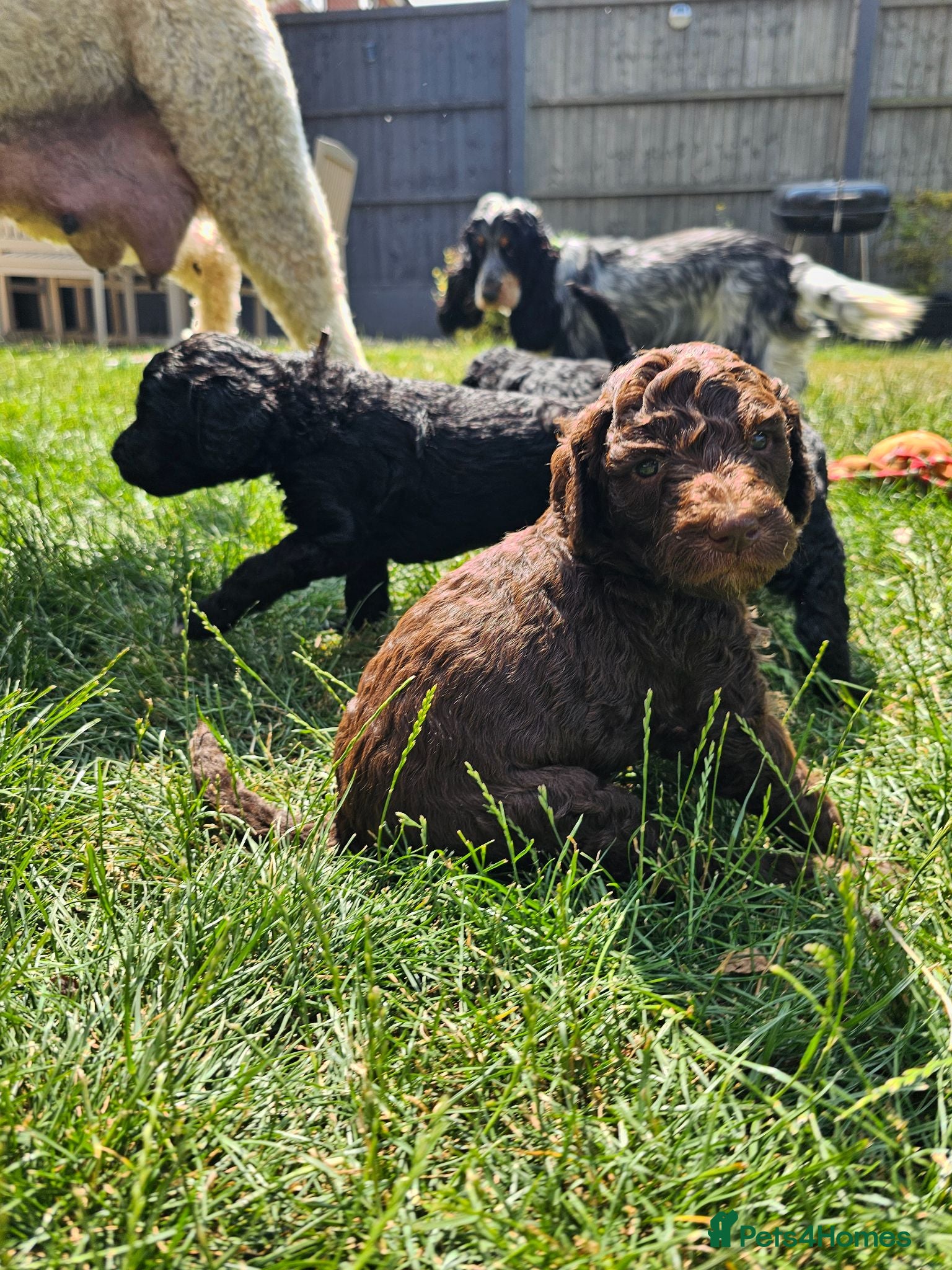 Standard Poodle dogs KC Standard Poodle Puppies !  - Advert 9