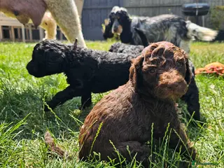 Standard Poodle dogs KC Standard Poodle Puppies ! - Advert 14