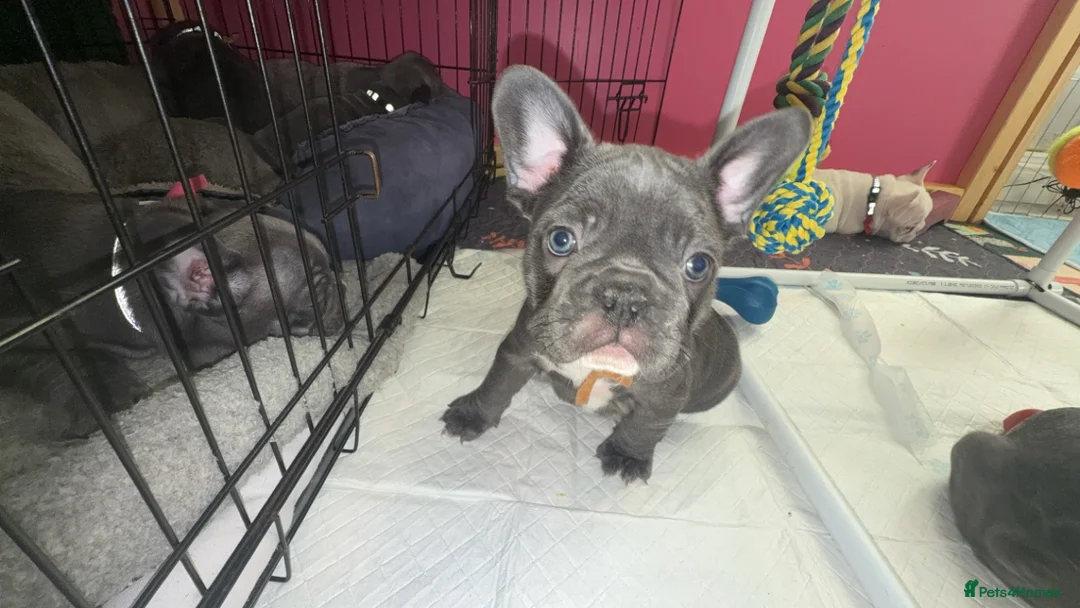 French Bulldog dogs for sale: 2 female French Bulldog –14 weeks old💙 🐾 - Advert 31