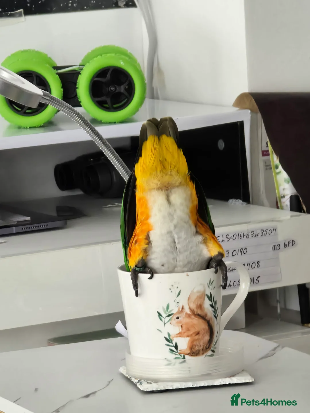 Parrots birds for sale: Mojo 4 year old Tame male Black Capp carique  - Advert 6