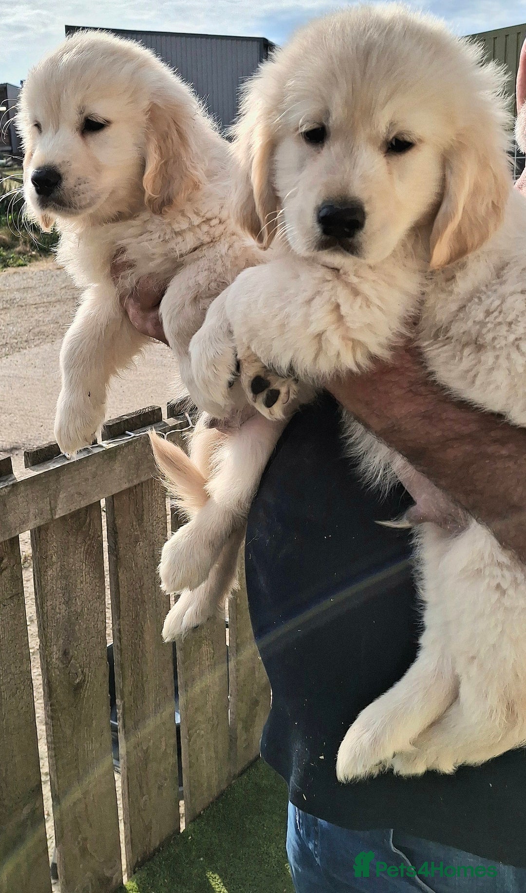 Golden Retriever dogs for sale: Golden Retreiver Puppies  - Image 4