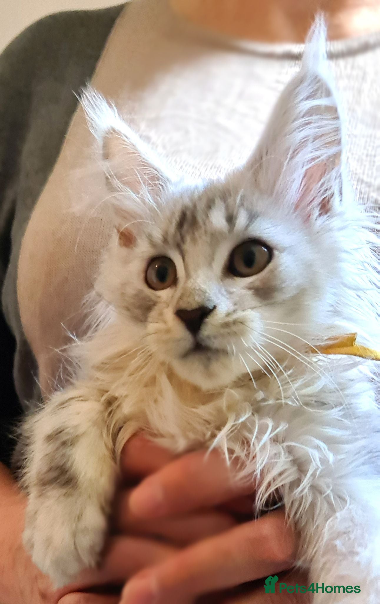 Maine Coon cats Stunning Maine Coon Kittens Ready - Advert 1