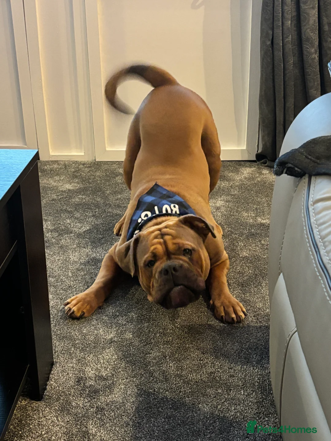 Olde English Bulldogge dogs for stud: Old English bulldog stud available  - Advert 4