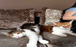 Domestic Shorthair cats for sale: Two sisters calico and ginger and white  - Image 4