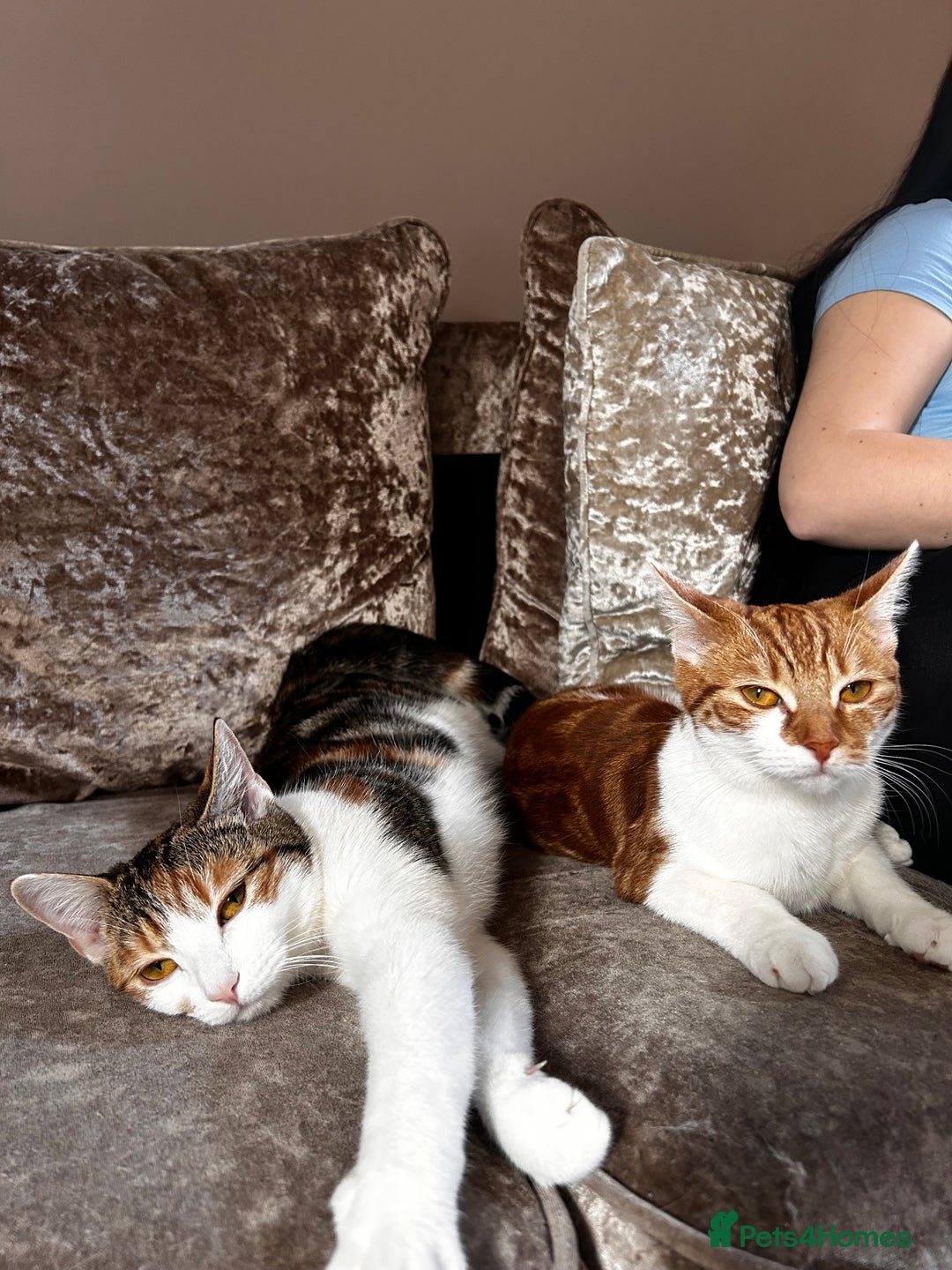 Domestic Shorthair cats for sale: Two sisters calico and ginger and white  - Image 4