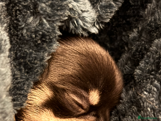 Chihuahua dogs Fuzzy playful baby boy tri coloured - Advert 1