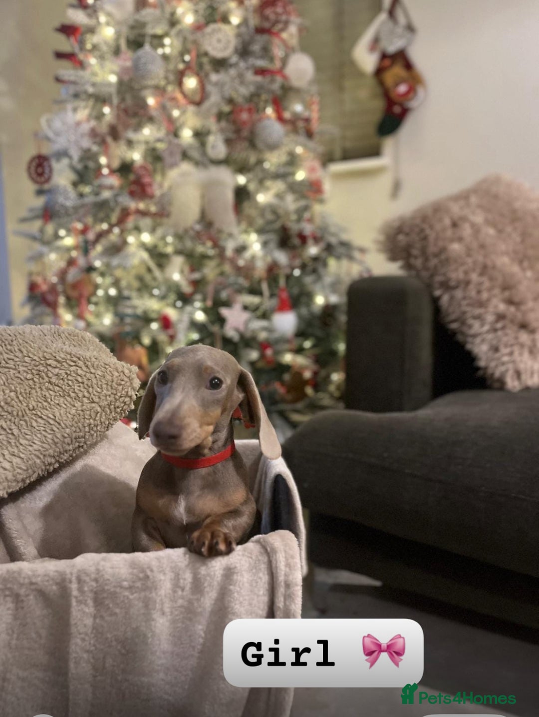 Dachshund dogs for sale: 🏡🐾 Isabella Dachshund Puppies - Ready Now 🐾🏡 - Advert 14