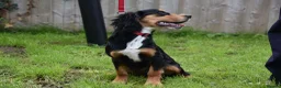 Cocker Spaniel dogs for sale: 5 Months Old Male Working Cocker KC Reg - Advert 28