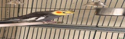 Cockatiels birds for sale: Cockatiels for sale in Watford - Advert 6