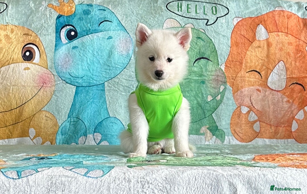 Pomsky dogs for sale: Perfect husky markings f3 Pomsky puppies for sale - Image 13