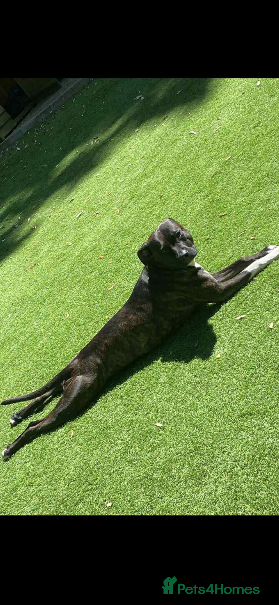 Staffordshire Bull Terrier dogs for sale: Beautiful tri and brindle staffy pups - Image 17