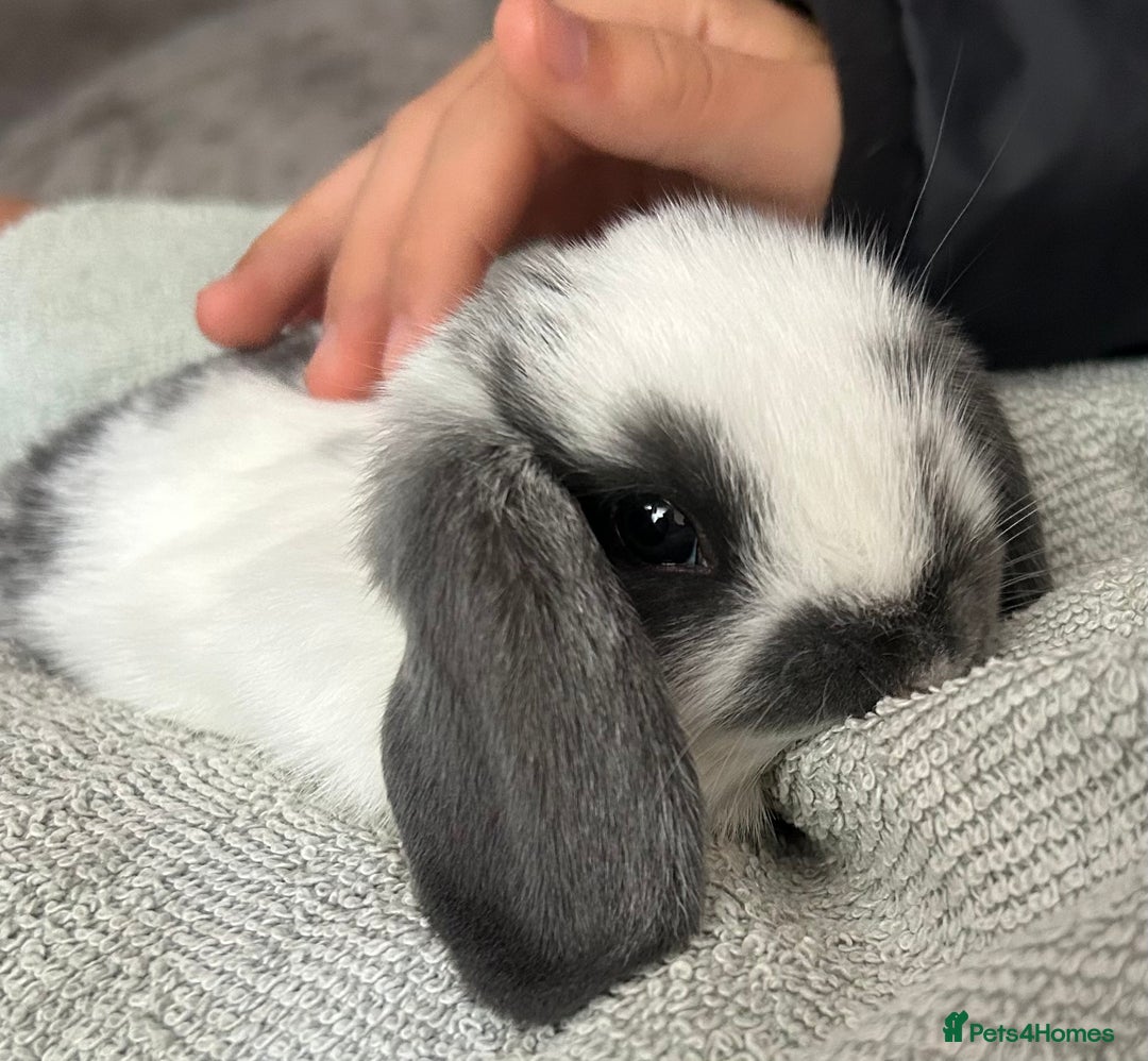 Mini Lop rabbits for sale: 2 doe Mini lop bunnies  - Image 4