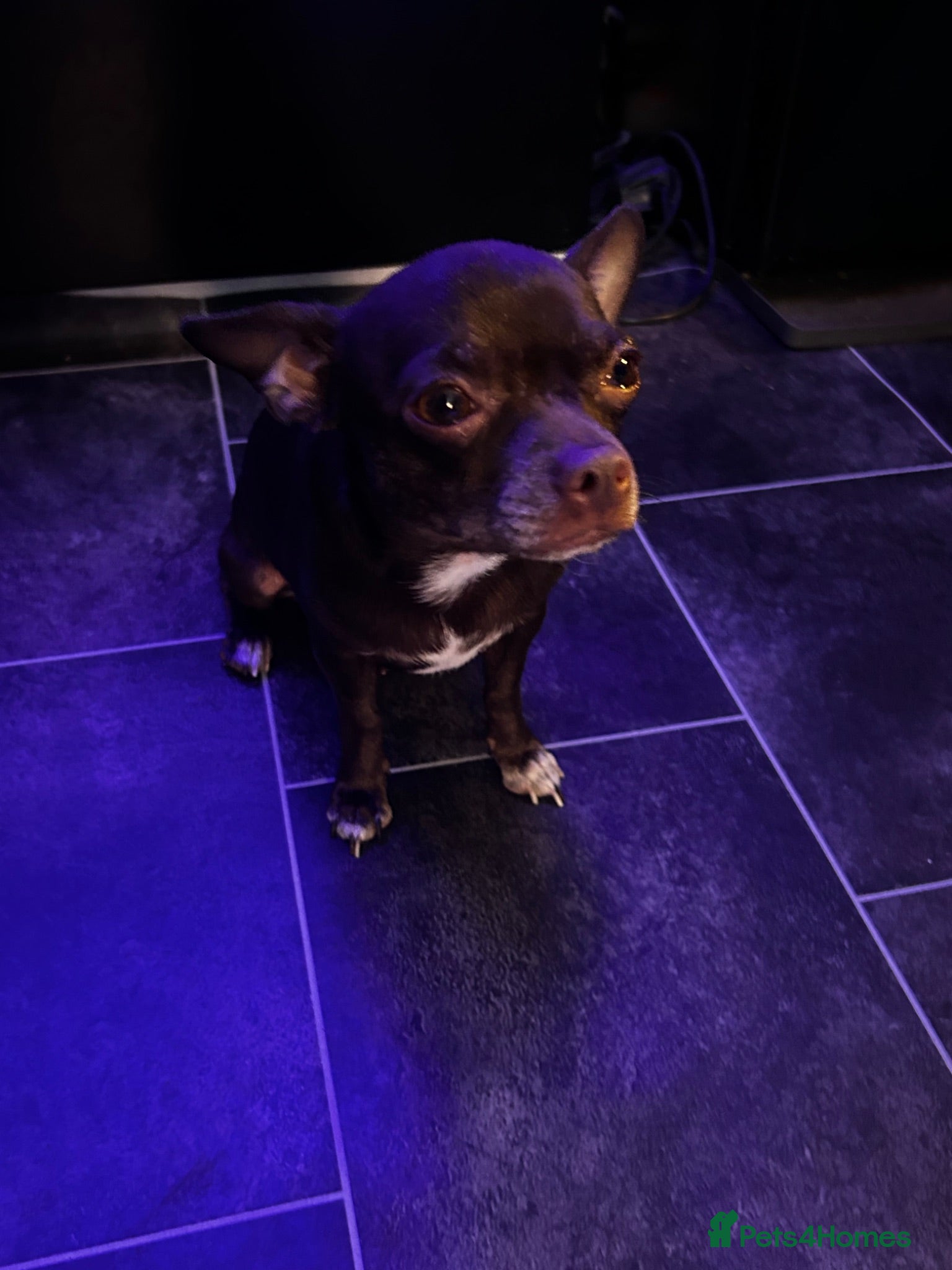 Chihuahua dogs Female chihuahua  - Advert 2