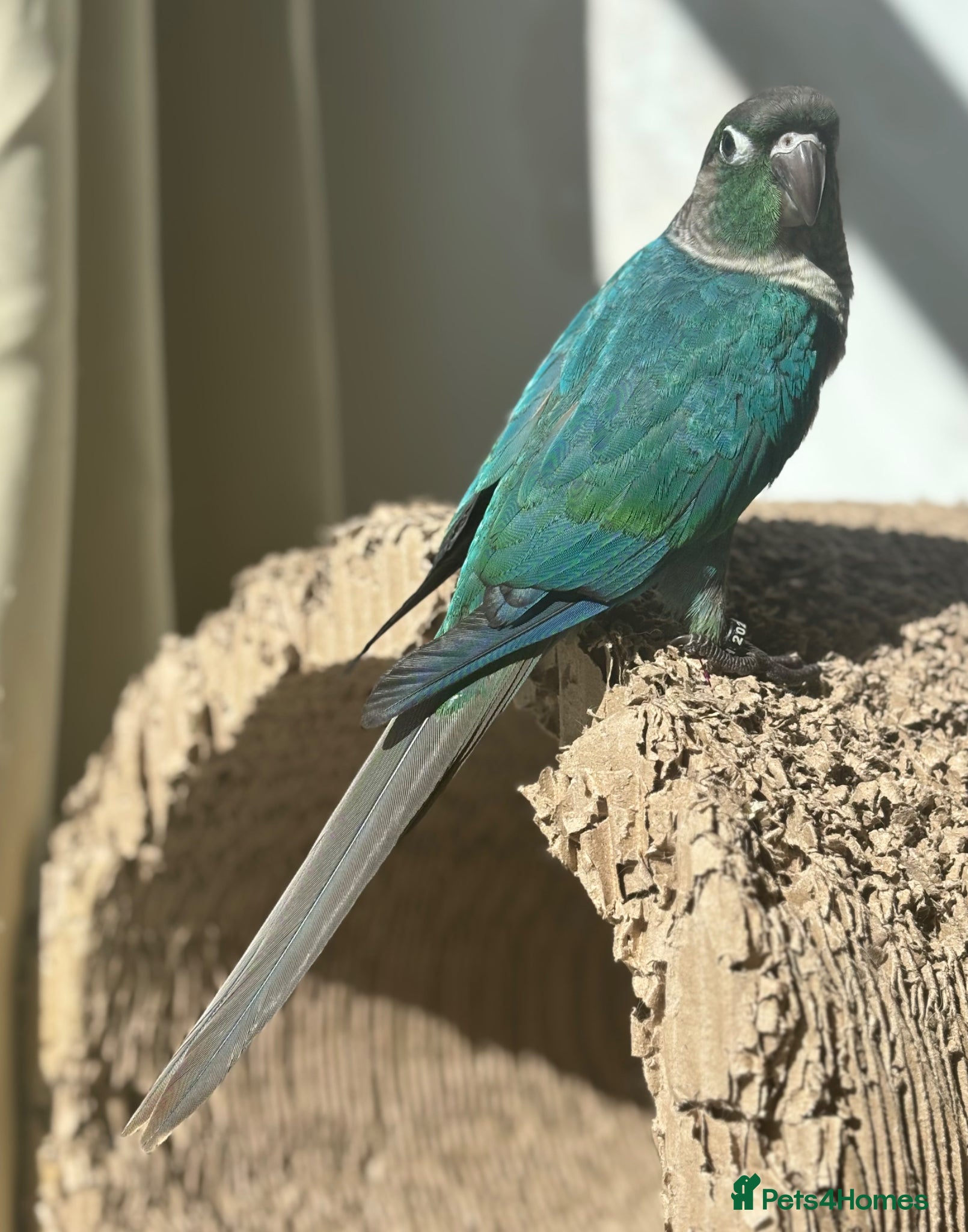 Conures birds 1 left hand reared green cheek conure. - Advert 11