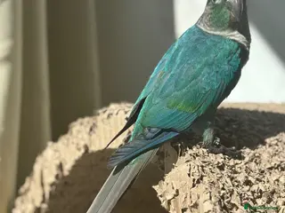 Conures birds 1 left hand reared green cheek conure. - Advert 11