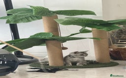 British Shorthair cats for sale: British short hair tabby  - Image 2