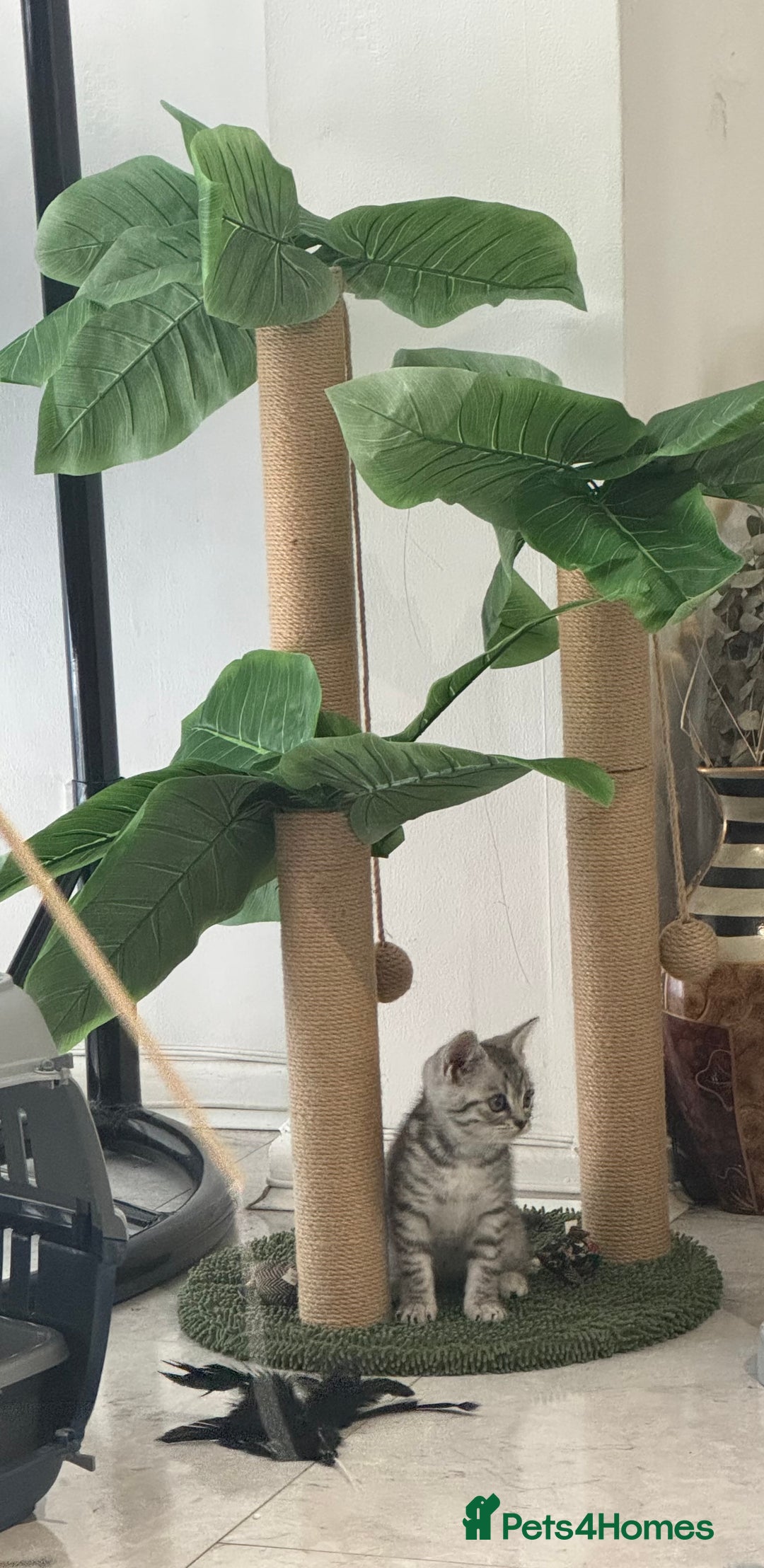 British Shorthair cats for sale: British short hair tabby  - Image 2