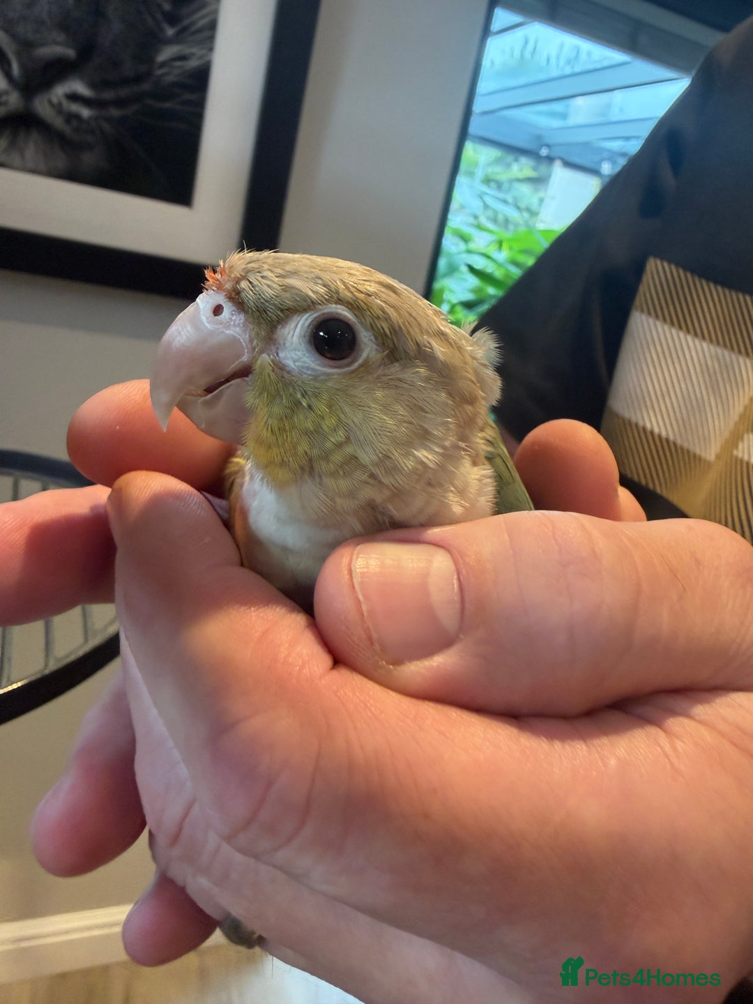 Conures birds for sale: Baby Hand Reared Conures 18 weeks Old - Image 3