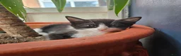 Mixed Breed cats for sale: 🐾GORGEOUS KITTENS READY FOR THEIR FOREVER HOMES🐾 - Advert 14