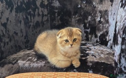 British Shorthair cats for sale: British grey shorthair and Scottish fold - Image 2