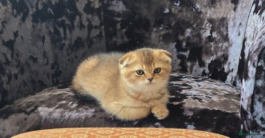 British Shorthair cats - Advert 13