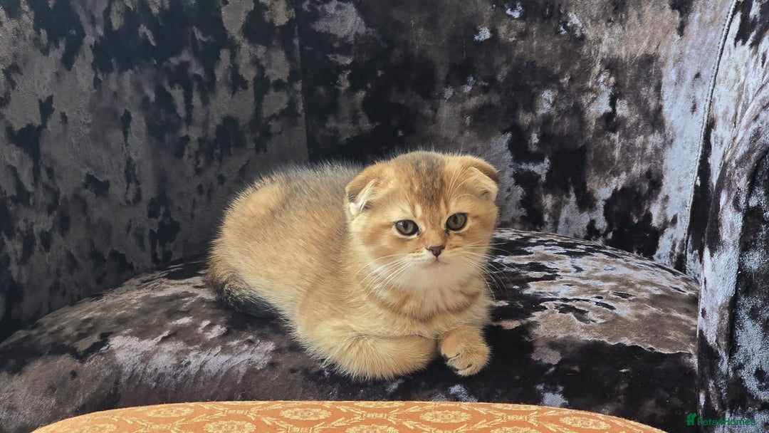 British Shorthair cats for sale: British grey shorthair and Scottish fold - Image 2